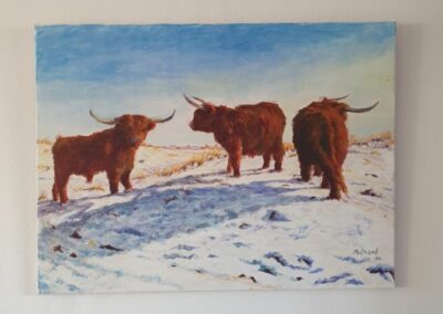 Schotse hooglanders in de sneeuw